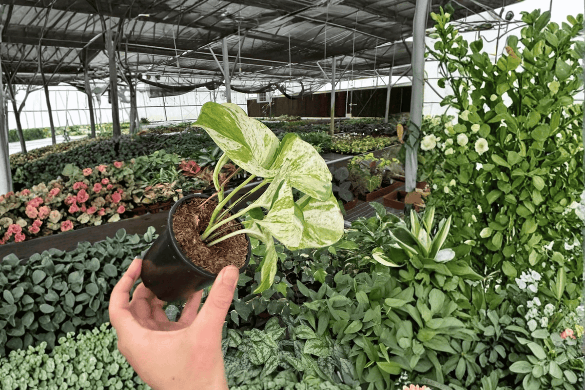 Manjula Pothos 2 Live Plants in 4-Inch Pots | Epipremnum aureum 'Manjula'