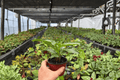 Calathea Vittata - 2 Bare Root Live Plants (4-inch) Exact Plants Pictured