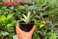 Variegated Sansevieria Boncel Starfish - 2 Live Plants, Exact Specimens, 4" Pot (Shipping Confirmations Applies)