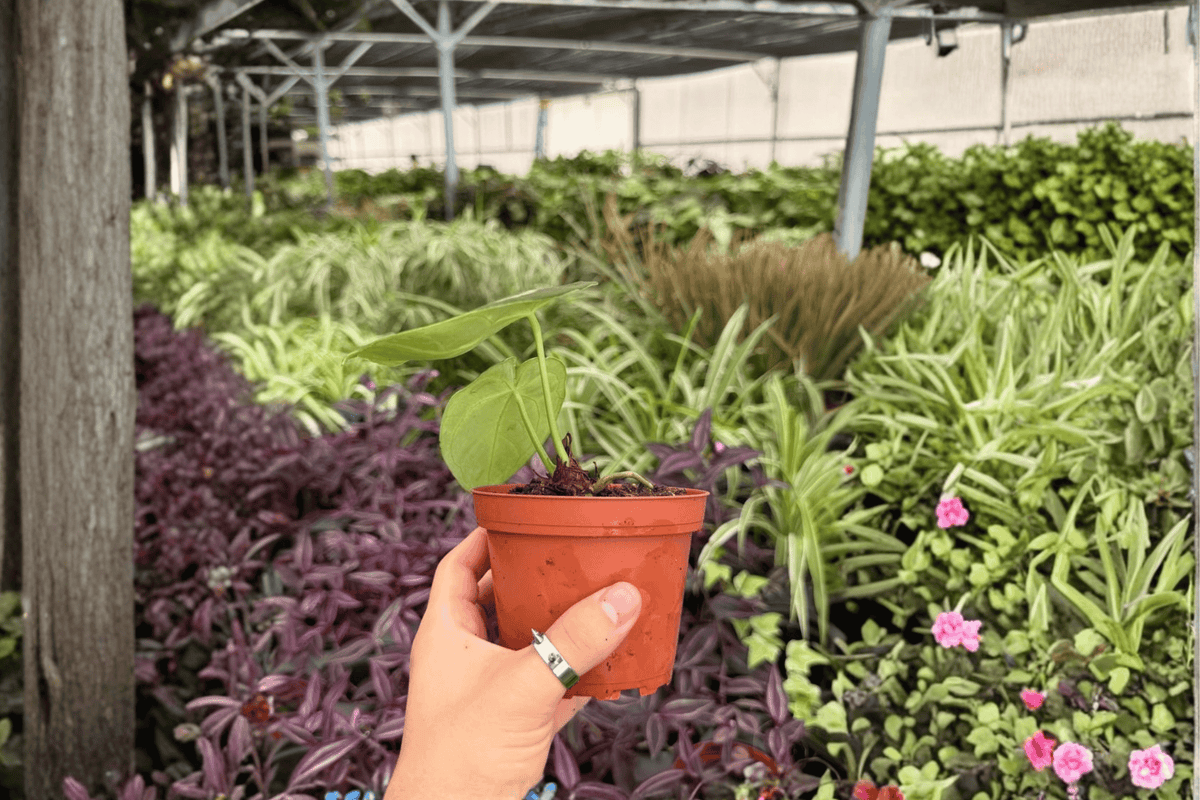 Anthurium Silver x Papi Golden – 2 Exact Live Plants in 4" Pots