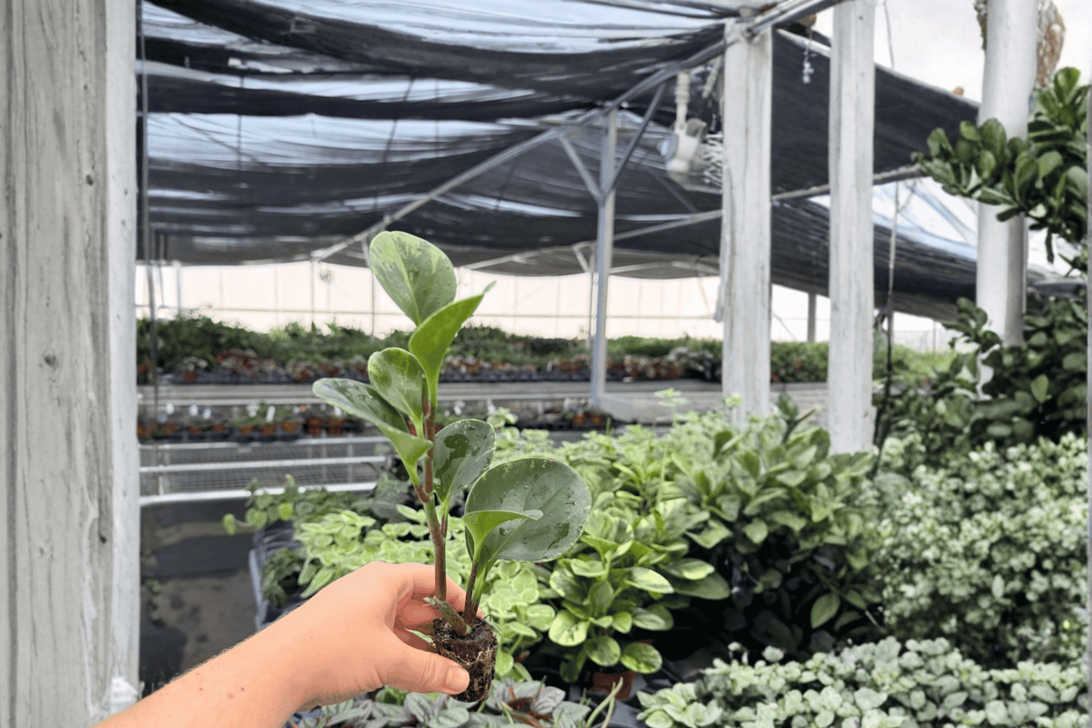 Marble Green Peperomia Albomarginata - 2 Starter Live Plants (Variegated)