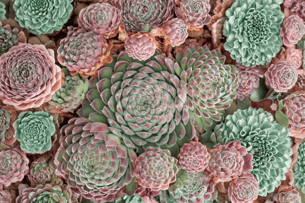 Chick Charms Sugar Shimmer Hens and Chicks Sempervivum 4-inch Pot