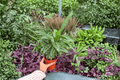 Calathea Vittata (Goeppertia elliptica 'Vittata') – 2 Live 4-Inch Potted Plants