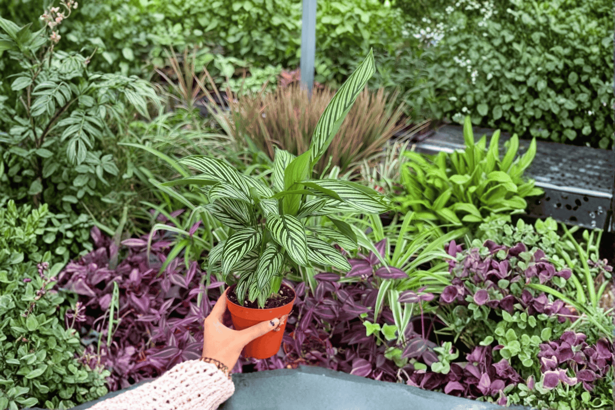 Calathea Vittata (Goeppertia elliptica 'Vittata') – 2 Live 4-Inch Potted Plants
