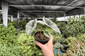 Alocasia Platinum Bisma (Bisma) - 2 Exact Live Plants in 4-Inch Pots