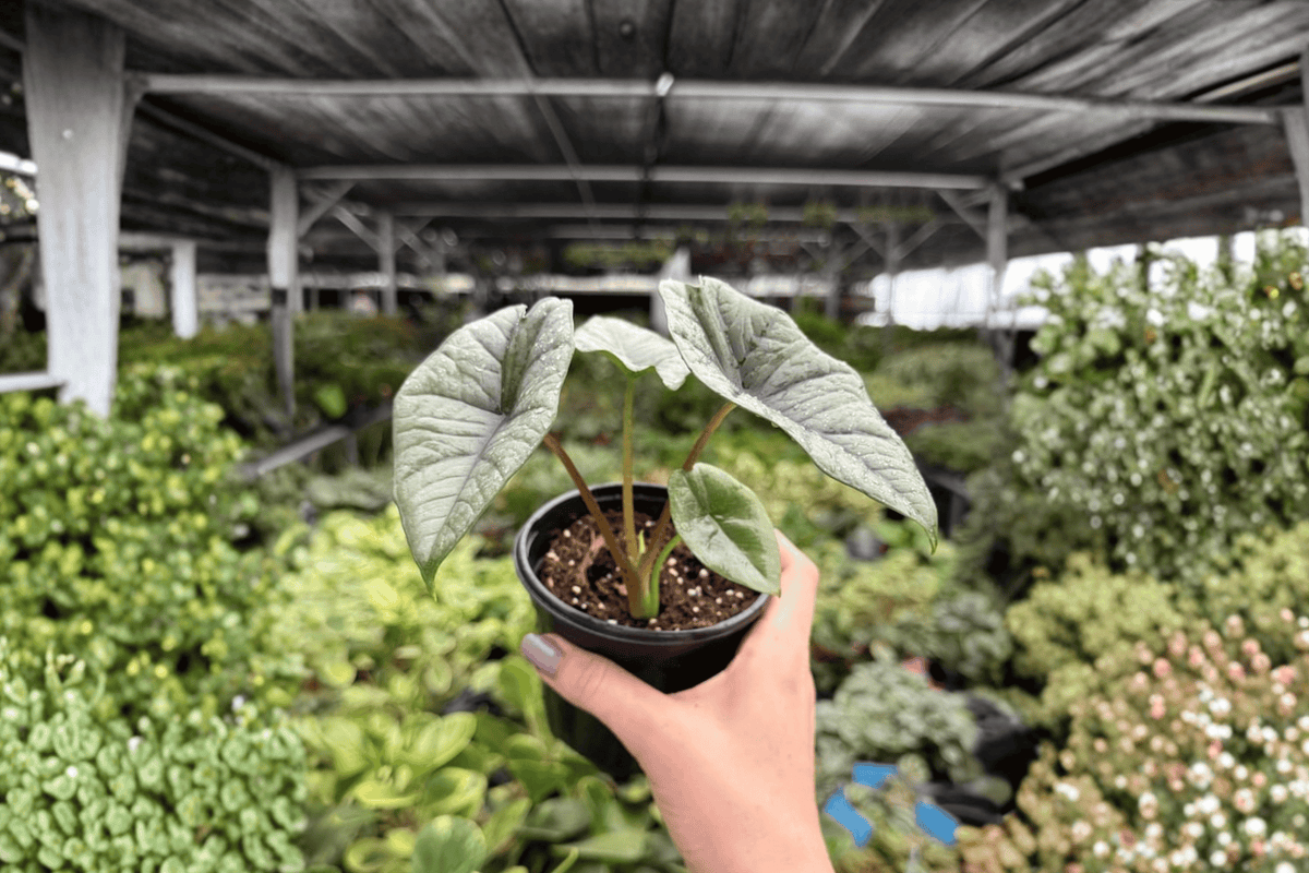 Alocasia Platinum Bisma (Bisma) - 2 Exact Live Plants in 4-Inch Pots
