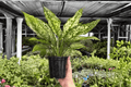 Aglaonema Wintery Winehouse - 2 Live Plants in 4-Inch Pots (Exact Plants)
