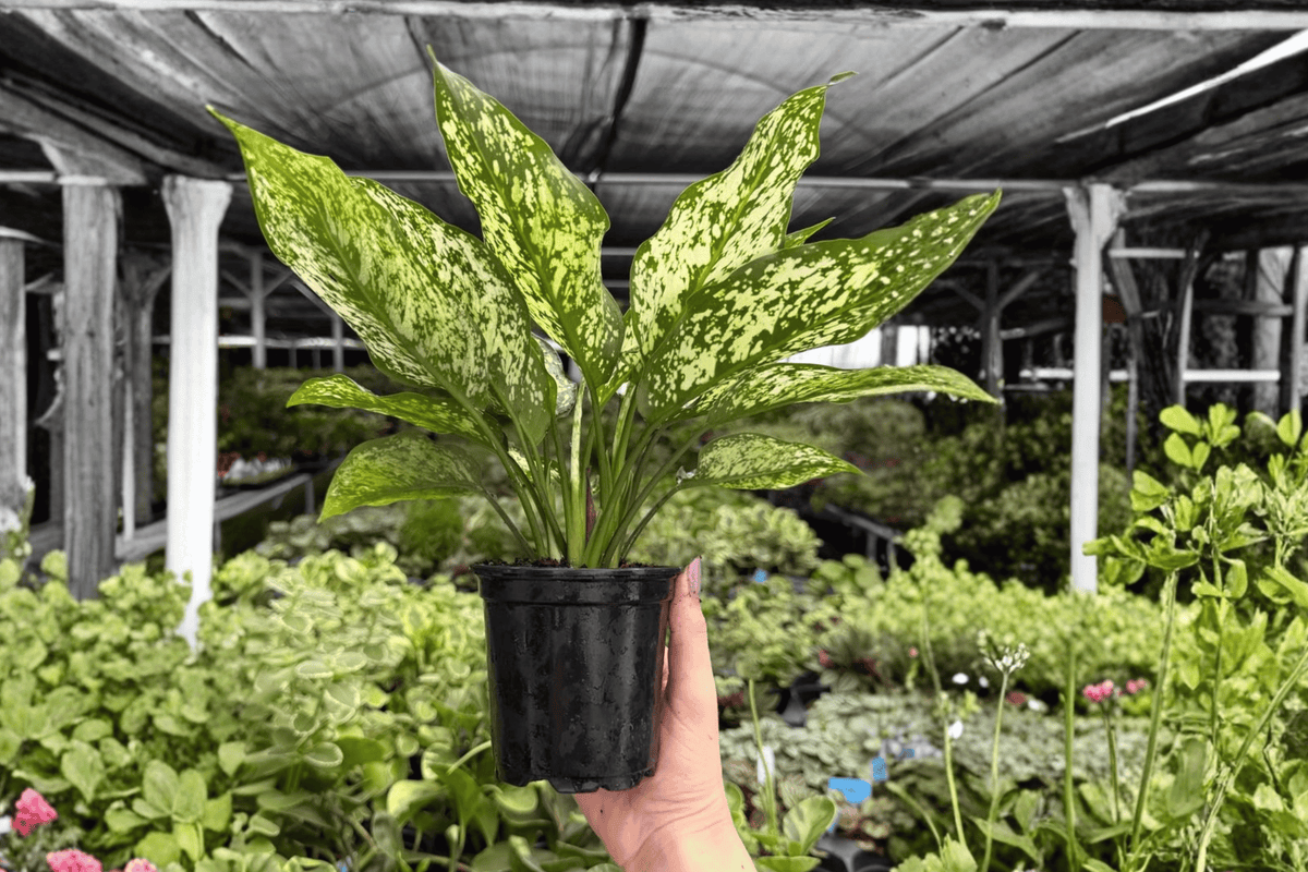 Aglaonema Wintery Winehouse - 2 Live Plants in 4-Inch Pots (Exact Plants)