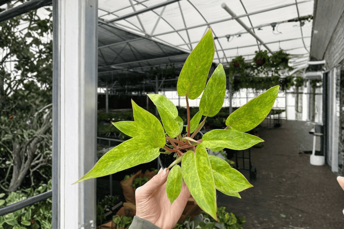 Philodendron Painted Lady - 2 Live Plants in 4" Bare Root (Painted Lady) - Shippable Bare Root