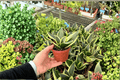 Sansevieria Lotu s Hahnii - Lotus Hahnii Snake Plant (2 Live Plants) in 4-Inch Pots