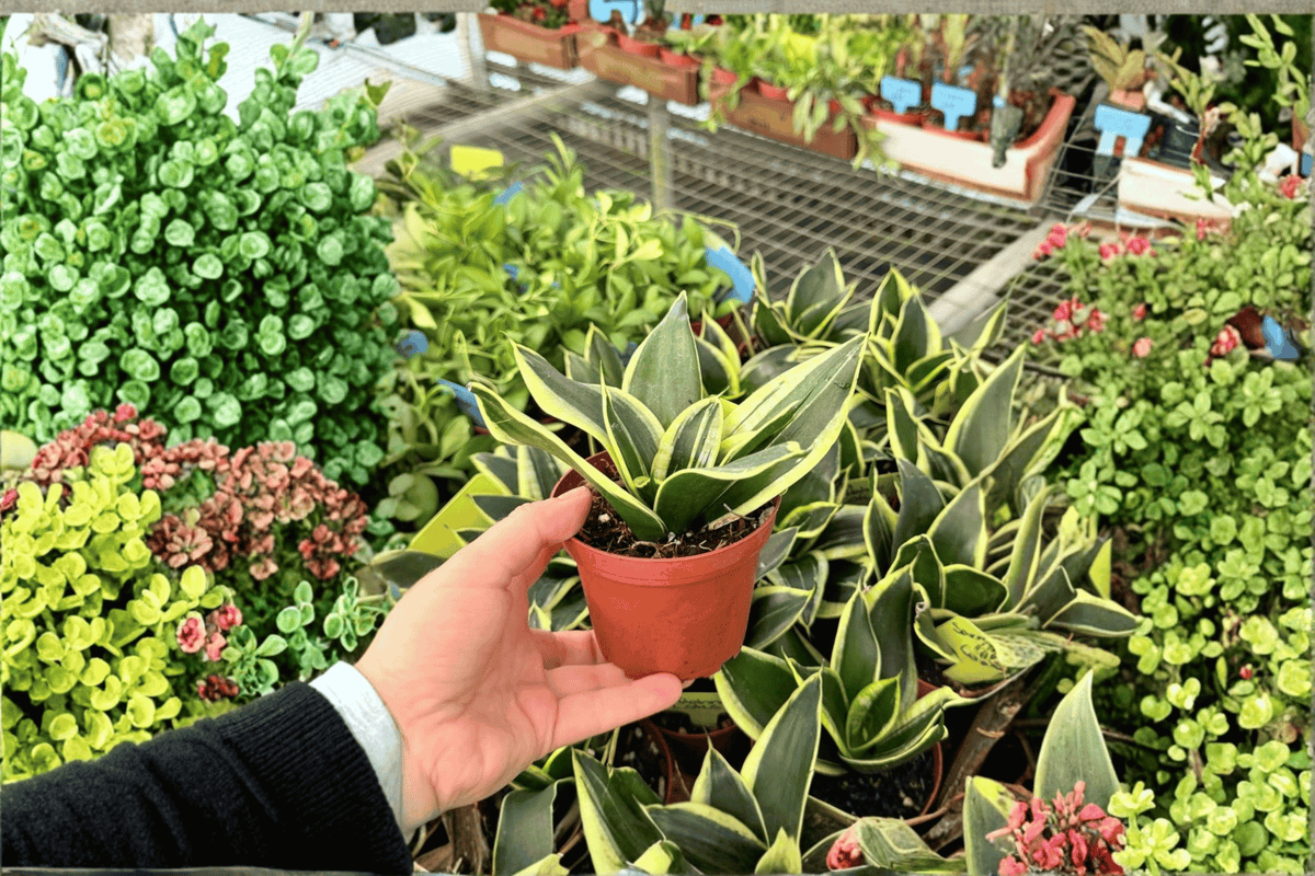 Sansevieria Lotu s Hahnii - Lotus Hahnii Snake Plant (2 Live Plants) in 4-Inch Pots