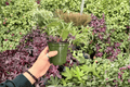 Anthurium Blue Papi x Red Stem - 2 Live 4-inch Pots (Exact Plants)