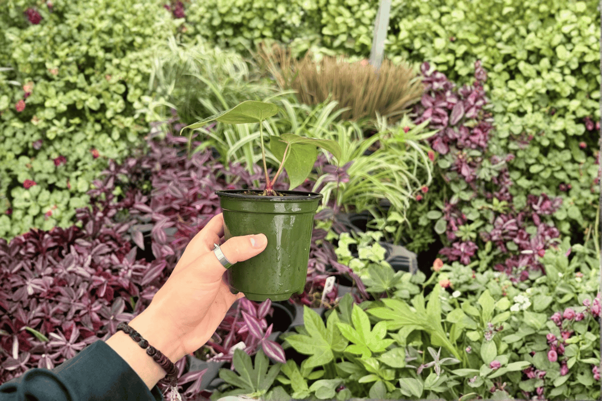 Anthurium Blue Papi x Red Stem - 2 Live 4-inch Pots (Exact Plants)