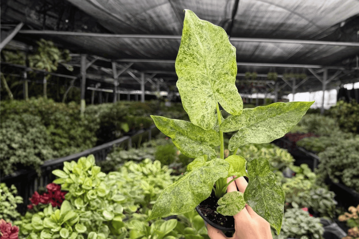 Alocasia Odora Batik Snow Variegated 2-Plant Set (4-Inch Pots) - Live Starter Plants