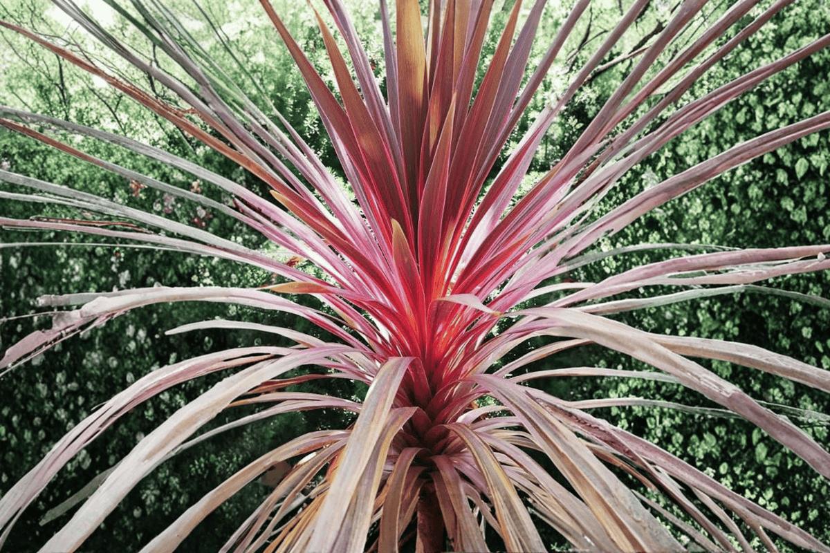 Cordyline 'Charlie Boy' Palm Lily - 1 Gallon Live Plant