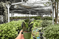 ZZ Black Queen (Zamioculcas zamiifolia 'Black Queen') - 2 Live 4-Inch Potted Plants