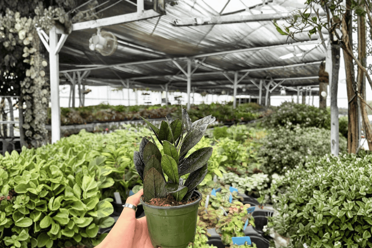 ZZ Black Queen (Zamioculcas zamiifolia 'Black Queen') - 2 Live 4-Inch Potted Plants