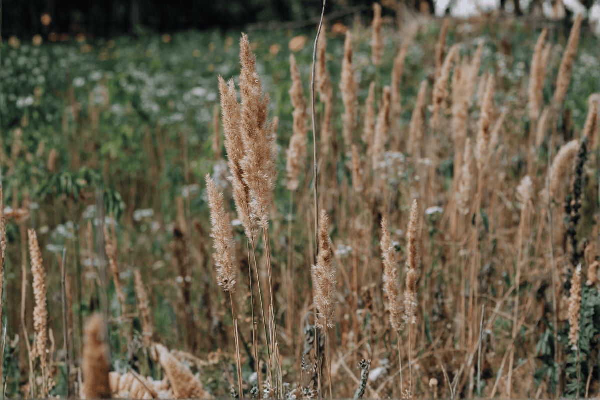 Little Nootka Reed Grass (Calamagrostis nutkaensis × foliosa) 'Little Nootka' - 1 Gallon Live Plant