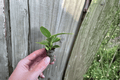 Philodendron Thai Congo Starter Plants - 2 Live Bare-Root Thai Congo Cuttings