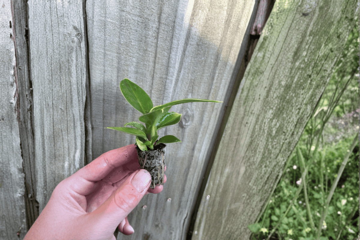 Philodendron Thai Congo Starter Plants - 2 Live Bare-Root Thai Congo Cuttings