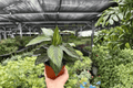Calathea Beauty Star Goeppertia ornata ‘Beauty Star’ — 2 Live Plants in 4-Inch Pots