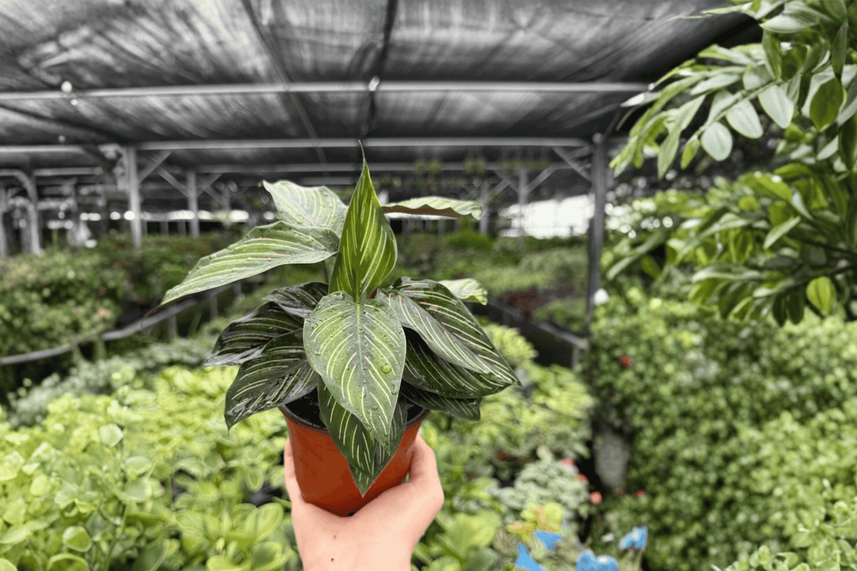 Calathea Beauty Star Goeppertia ornata ‘Beauty Star’ — 2 Live Plants in 4-Inch Pots