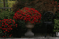 Calibrachoa Colibri Bright Red Million Bells - 1 Live Plant in 4-Inch Pot