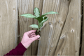 Dieffenbachia Snow Starter Plants (2) | Bare Root with Soil Pods, Cultivation Tray