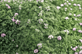 Elfin Creeping Thyme 1 Live Plant in 4-Inch Pot | Thymus serpyllum 'Elfin'
