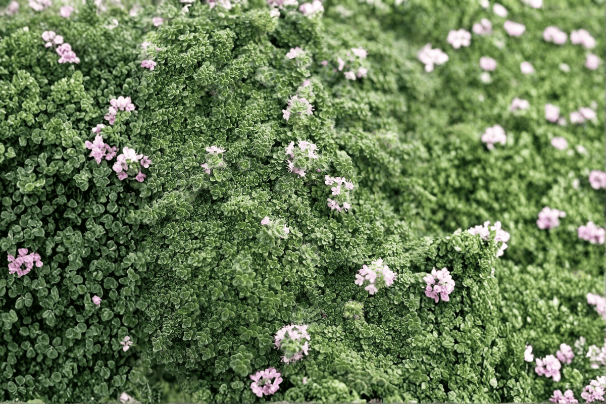 Elfin Creeping Thyme 1 Live Plant in 4-Inch Pot | Thymus serpyllum 'Elfin'