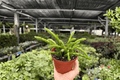 Rhipsalis sulcata - 2 Bare Root Live Plants in 4-Inch Size