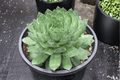 Sempervivum Emerald Hens and Chicks - 1 Live Plant in 4-Inch Pot (SuperSemps Emerald)