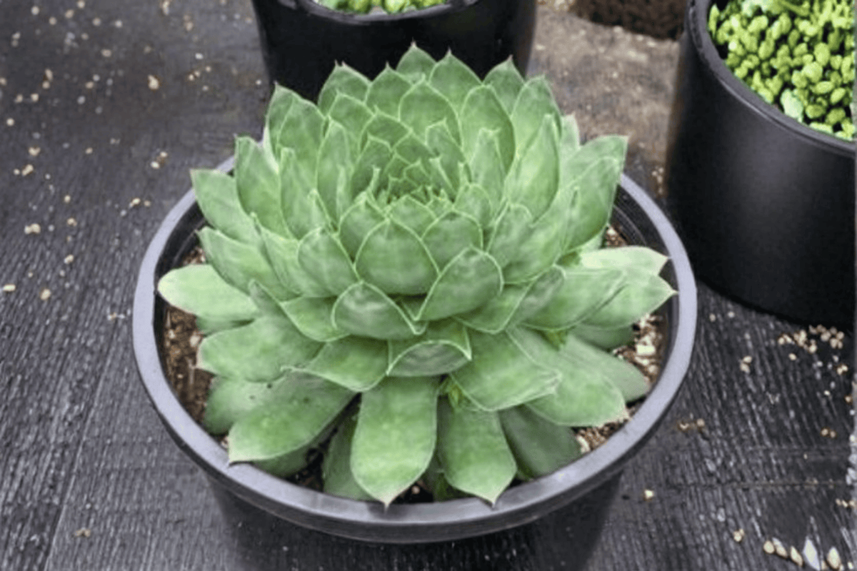 Sempervivum Emerald Hens and Chicks - 1 Live Plant in 4-Inch Pot (SuperSemps Emerald)