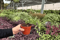 Anthurium AOS x Domino - 2 Exact Live Plants in 4-Inch Pots (Potted)