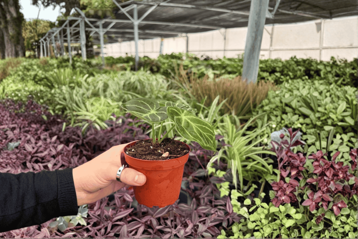 Anthurium AOS x Domino - 2 Exact Live Plants in 4-Inch Pots (Potted)