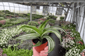 Dracaena fragrans 'White Jewel' 2-Pack – 4-Inch Pots (Live Plants, Unrooted/Rooted)