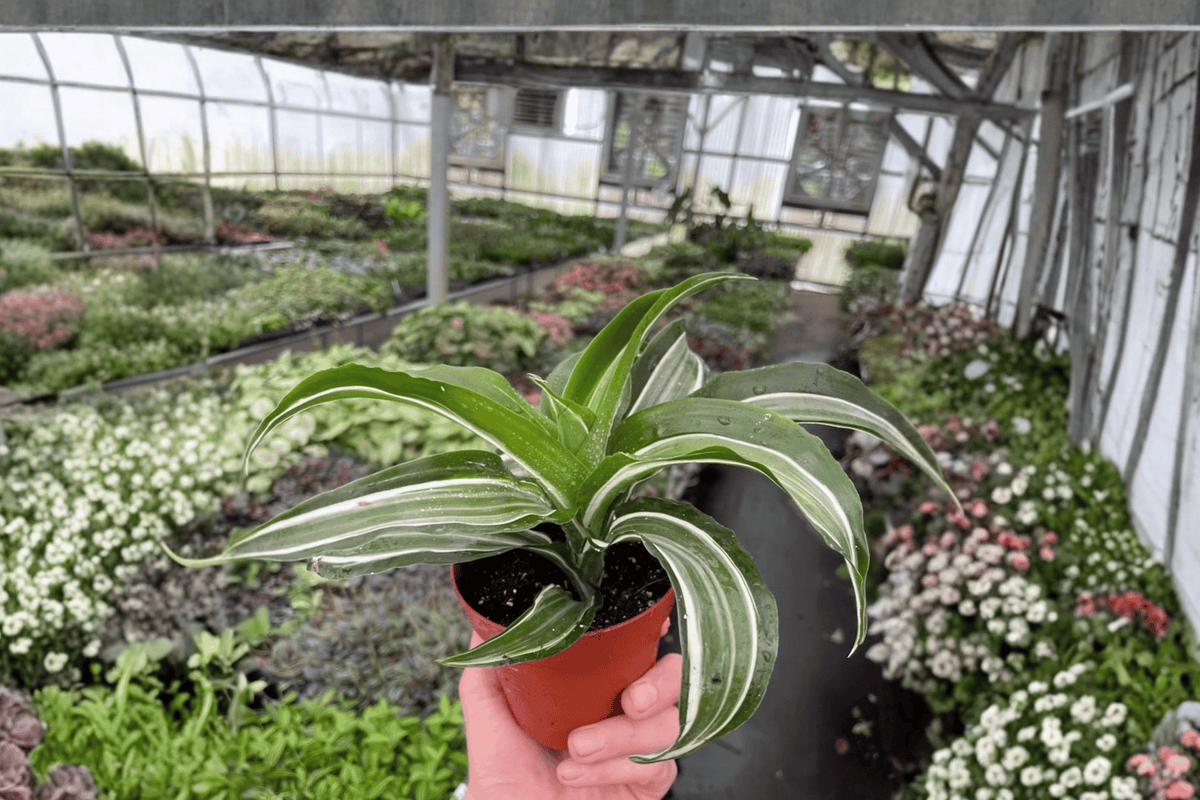 Dracaena fragrans 'White Jewel' 2-Pack – 4-Inch Pots (Live Plants, Unrooted/Rooted)