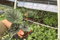 Alocasia Nebula Imperialis Starter Plants - 2 in Pot (2 Plants)