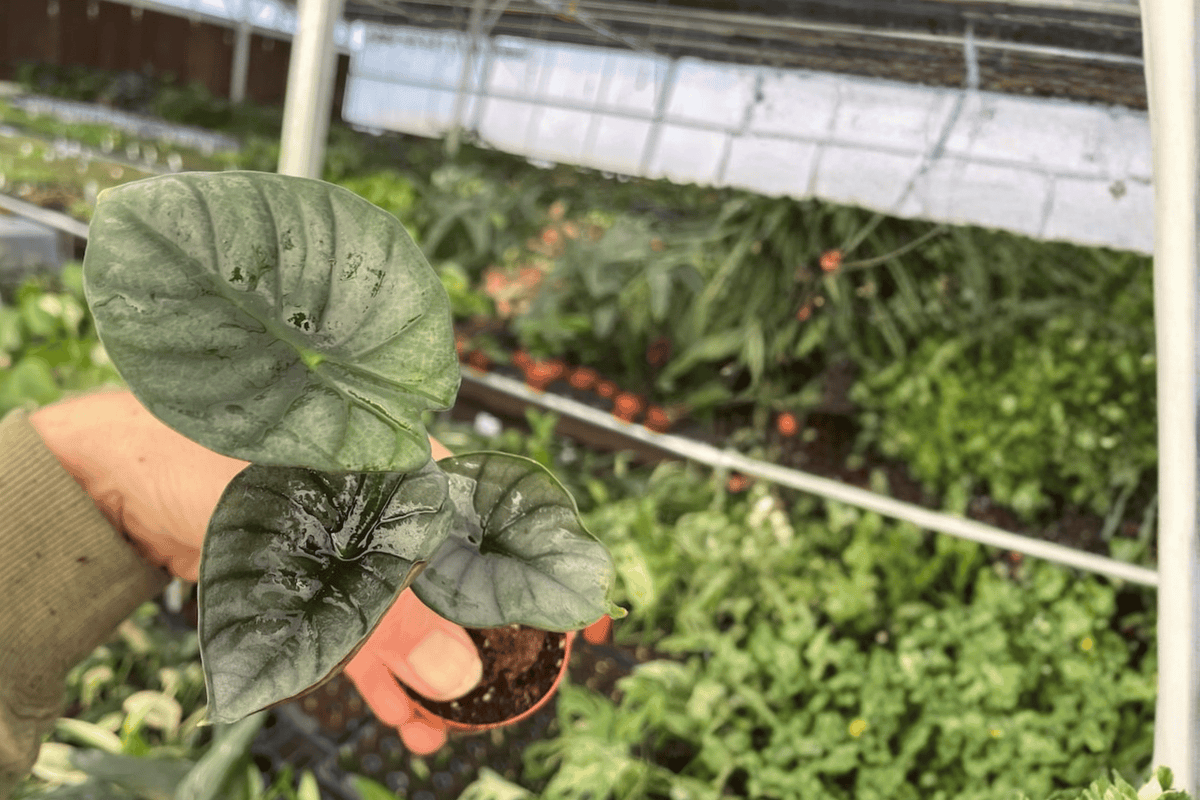 Alocasia Nebula Imperialis Starter Plants - 2 in Pot (2 Plants)