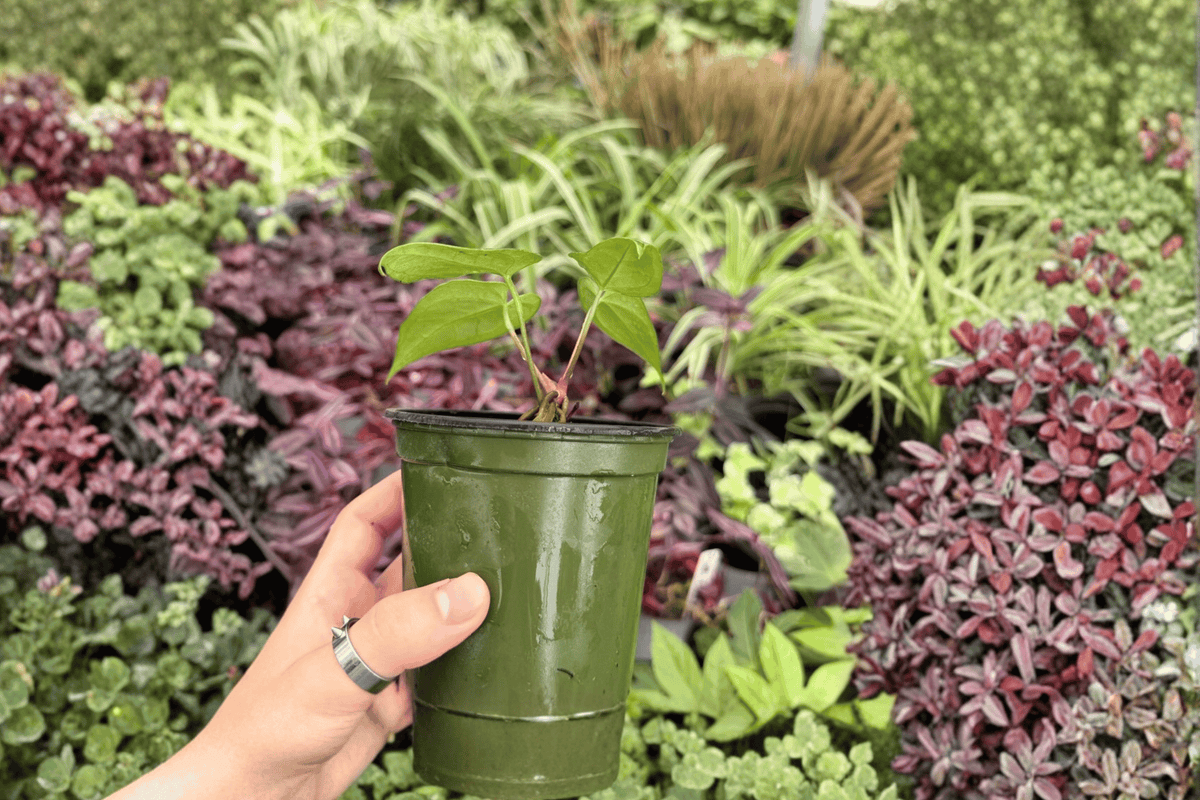 Anthurium Blue Papi x Red Stem - 2 Live Plants in 4-Inch Pots (Potted)