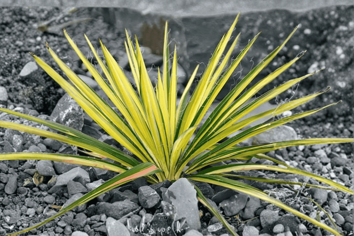 Yucca filamentosa 'Bright Edge' Bright Edge Adam’s Needle Live Plant, 1-Gallon Pot