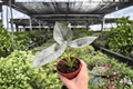 Alocasia reginae - 2 Exact Live Plants in 4-Inch Pots
