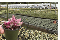 Pink Variegated Purple Waffle Plant (Hemigraphis alternata) - 2 Live 4-Inch Pots