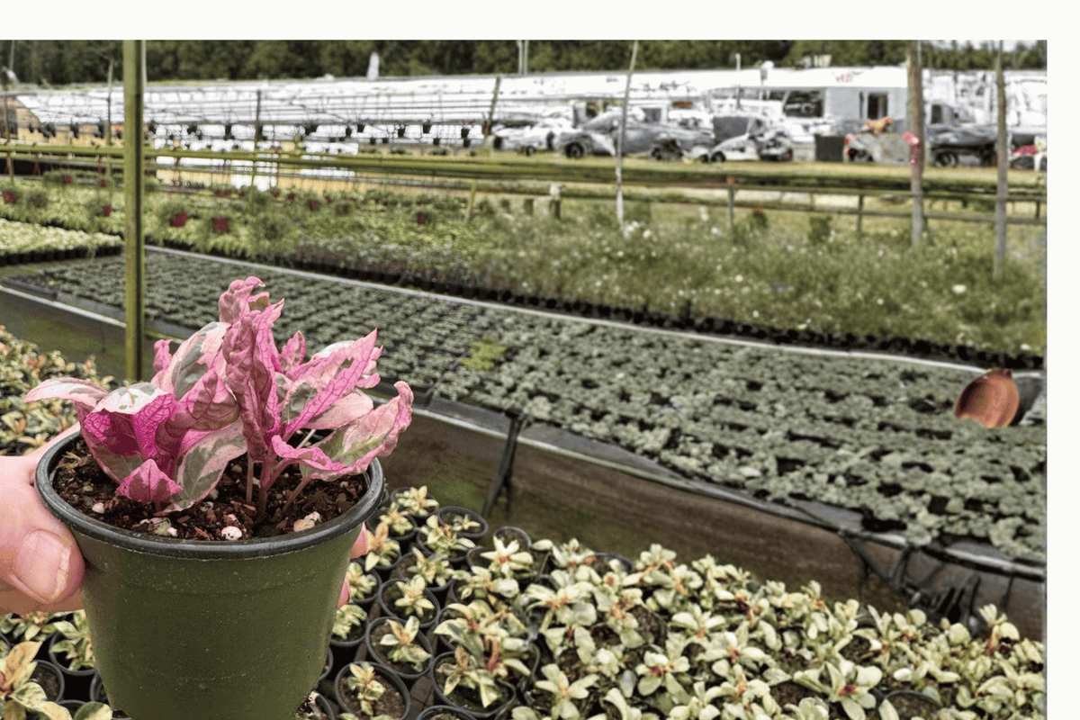 Pink Variegated Purple Waffle Plant (Hemigraphis alternata) - 2 Live 4-Inch Pots