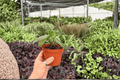 Peperomia Maculosa – 2 Live Plants in 4-Inch Pots (Potted)
