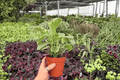 Variegated Peperomia Obtusifolia 2 Live Plants in 4-Inch Pots | Exact Listing