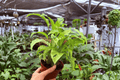 Calathea Yellow Fusion - 2 Live Plants in 4" Pot (Exact Plants)