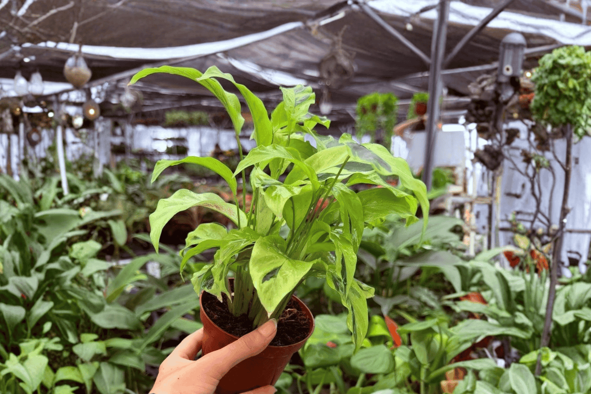 Calathea Yellow Fusion - 2 Live Plants in 4" Pot (Exact Plants)