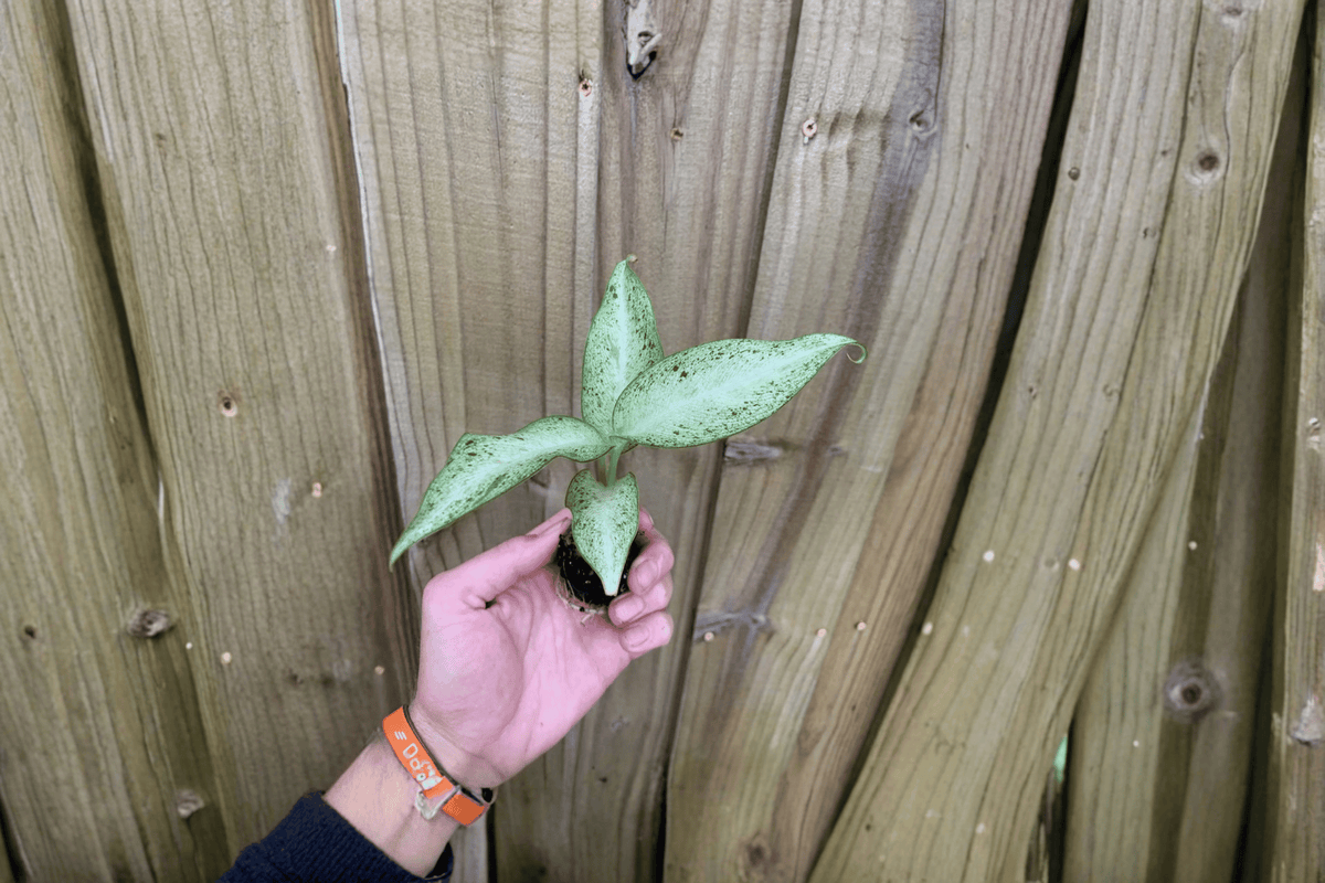 Dieffenbachia Camouflage Starter Plants (2) | Bare Root, Tropical Foliage