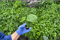 Indigo Sunset Hibiscus 2 Live Starter Plants (Hibiscus rosa-sinensis 'Indigo Sunset')